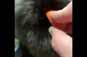 Cutest bunny eating a carrot