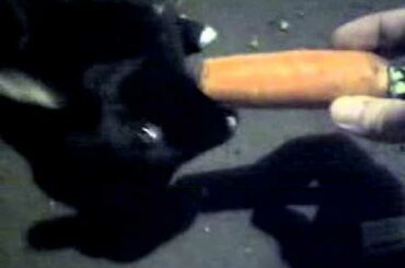 Adorable Black Bunny Eats a Carrot!  Cute Bunny Rabbit Nom Nom Nom Lolbunny