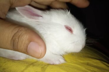 cutest bunny white rabbit