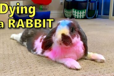 Dying Rabbit Fur Safely | How to color dye a bunny
