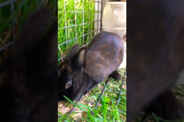 Cutest rabbit ever