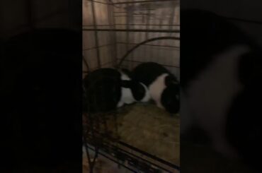 Cute bunny’s  are adorable