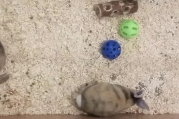 Rabbit - a funny and  cute rabbit + thirsty rabbit