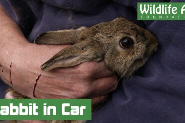 Scared Bunny Rabbit Trapped in Car Engine for Hours