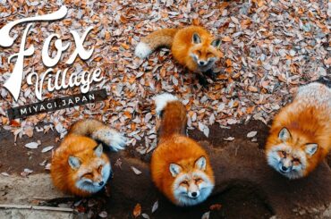 Fox Village in Japan: The Fluffiest Place on Earth! (Miyagi Zao, Shiroishi) キツネ村