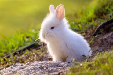 Spotted Cute Bunny Rabbits