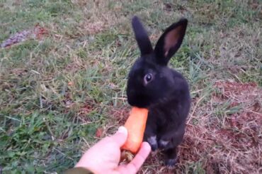 Los Conejitos (Bunnies...so cute!!)