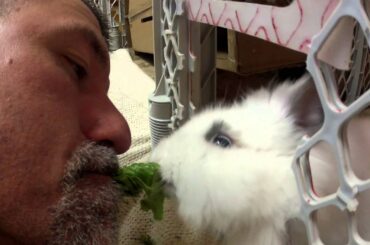 Cute bunny eats from owner's mouth