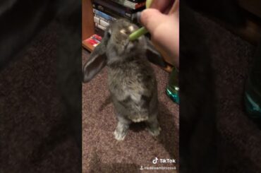 Cute Rabbit (Justin)  Eating