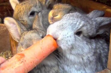 Flemish Giant Bunny Rabbit and Babies Bunnies Eating Strawberry and Carrot