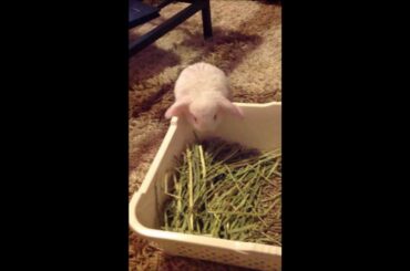 Tinkerbell's First Day Home - 8 Week Old White Mini Lop Rabbit