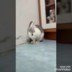 Cute Bunny ❤🐰