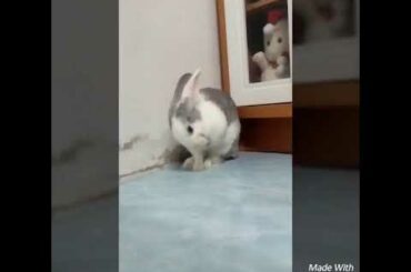 Cute Bunny ❤🐰