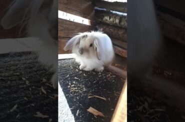 a bunny is so cute