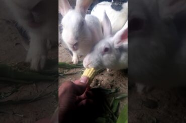 Rabbit 🐇 and 5 little baby