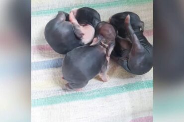 MY BABY RABBIT | DAY 2 | SO ADORABLE ❤ | USING DROPPER TO FEED THEM