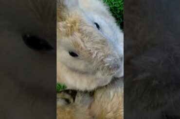 Cute little bunny at the tiger zoo