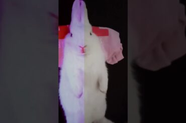 Cute rabbits