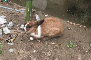 Beautiful baby rabbit in cambodia