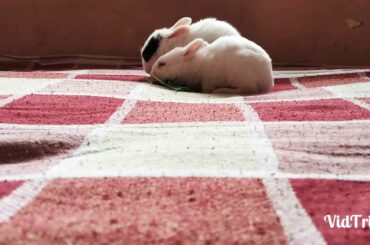 Cute little baby rabbit eating grass