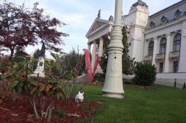 #cute #bunnies My bunny at the National Theater Iași