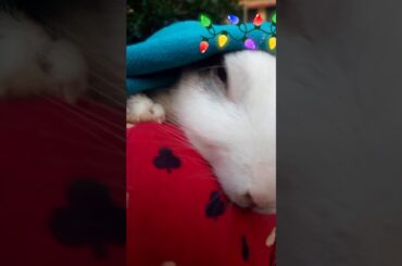 Cute rabbit