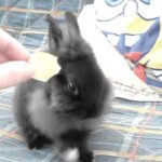 Cute rabbit eats apple