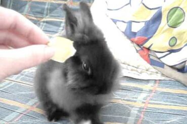 Cute rabbit eats apple