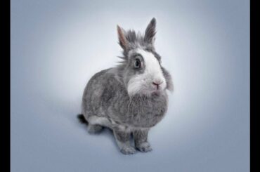 Cute Rabbits 😂 Cute Rabbits Doing Things Funny (Full) [Funny Pets]