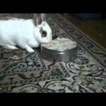 Cute rabbit steals cookies another day!