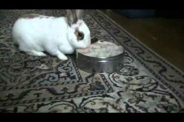 Cute rabbit steals cookies another day!