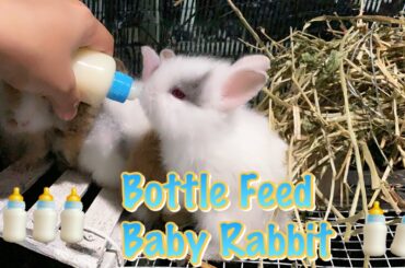 Anak Arnab Menyusu Botol || Bottle Feeding Baby Rabbit