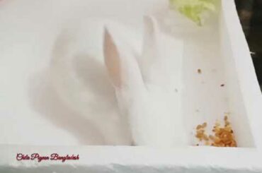 Cute Rabbit Eating Rice