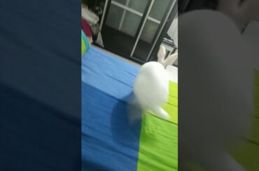 My cute pet rabbit🐇