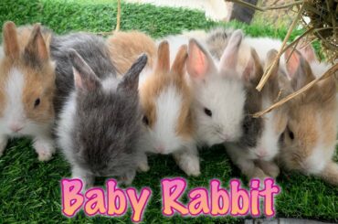 Cute bunny playing around || Anak arnab comel bermain2