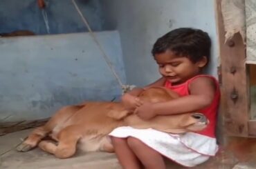 Cute baby animals Videos Compilation cute moment of the animals