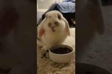 Cute bunny eating very good food