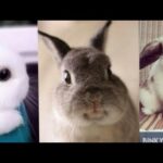 Adorable Bunny Complications || Cutest Bunny Videos