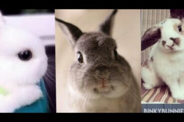 Adorable Bunny Complications || Cutest Bunny Videos