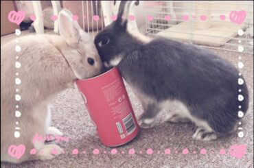 Cute Bunnies Share Cookies - Netherland Dwarf Rabbits