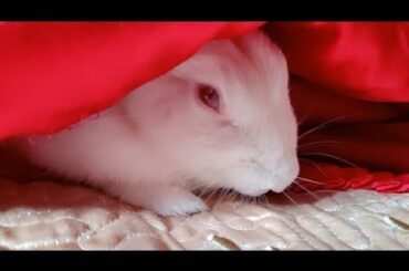 Miffy The Bunny | Cute Rabbit😍😍😍