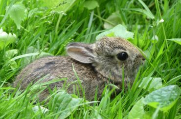 2017 SMALL MAMMALS - Cute Baby Bunny