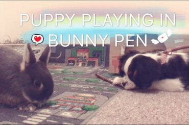 Cute Bunny and Puppy playing for the First Time - Netherland Dwarf Rabbits & Cavalier King Charles