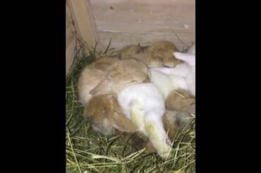 7 little Baby Bunnies
