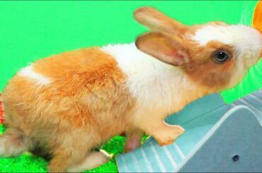 A cute tiny rabbit will choose a carrot or tomato for lunch
