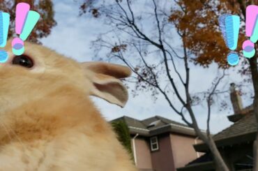 funny bunny