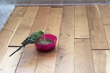 Cute Budgie’s eaten all my Rabbit’s food!!!