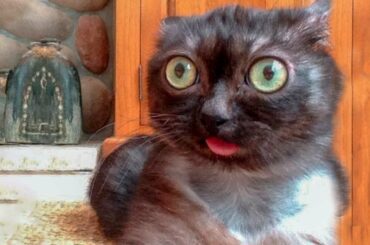 😁 Funniest 🐶 Dogs and 😻 Cats - Awesome Funny Pet Animals' Life Videos 😇