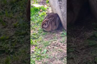 Cute rabbit:3 🐰