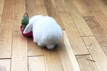 Cute Bunny and Budgie having lunch together!!!